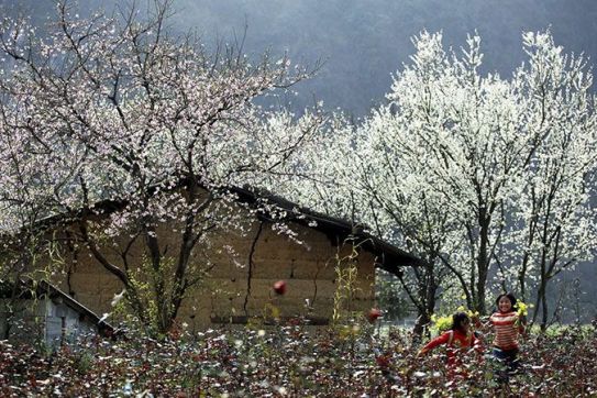 Dien Bien flower festival - a place to honor the beauty of typical flowers of the Northwest region